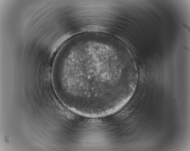 X0000103951115200810311542