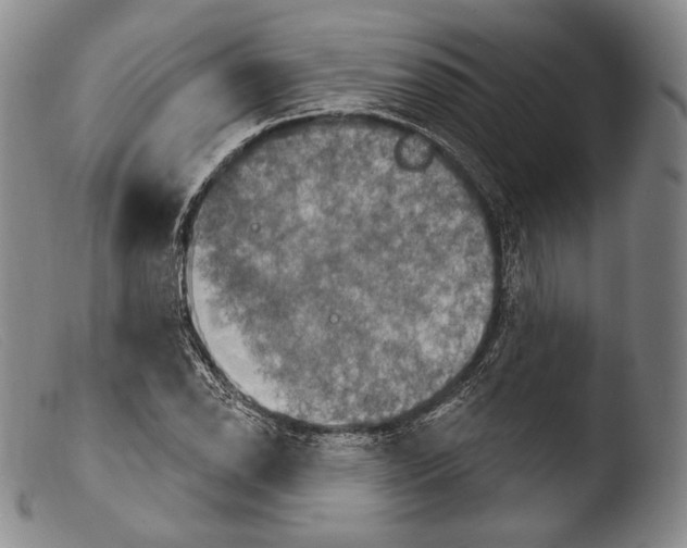 X0000103951118200810311542