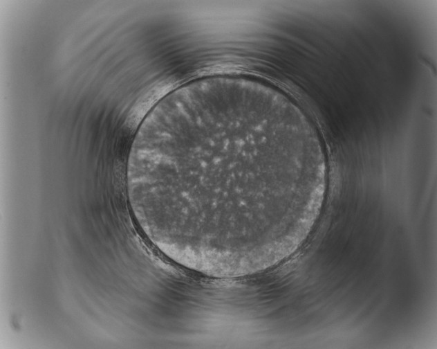X0000103951337200810311540