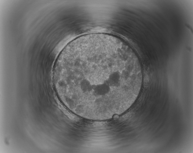 X0000103951423200810311538