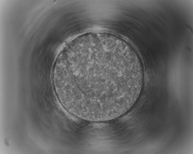 X0000103951429200810311538