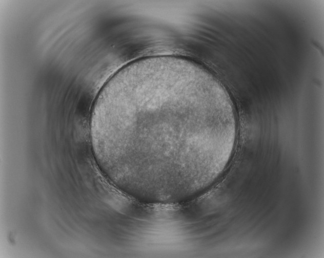 X0000103951465200810311537