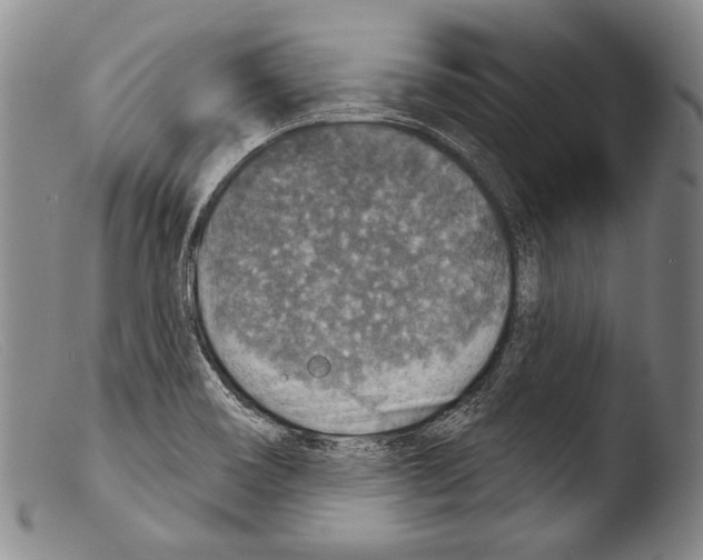 X0000103951466200810311537