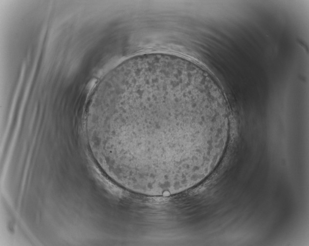 X0000103951525200810311537
