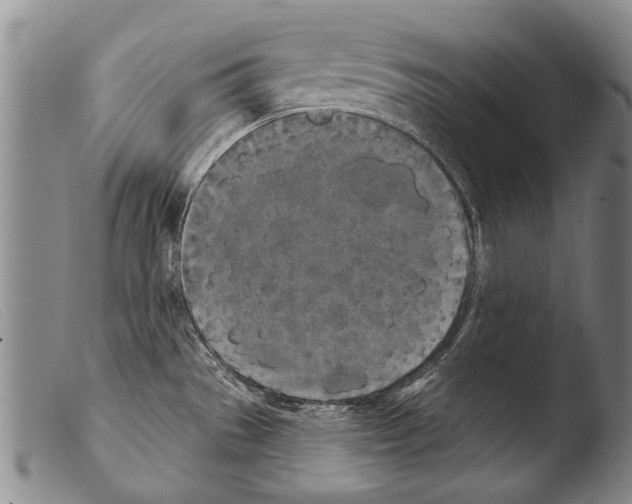 X0000103951529200810311537