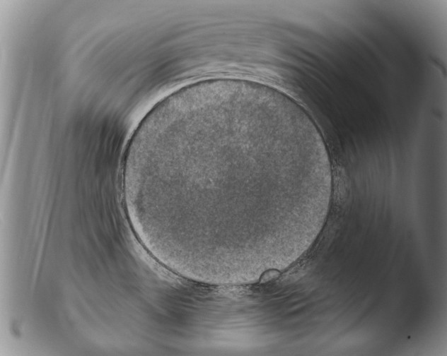 X0000103951531200810311537