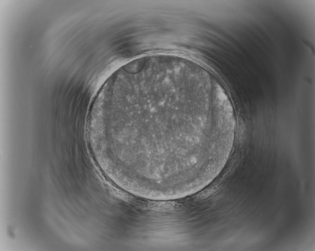 X0000103951533200810311537