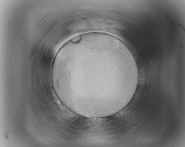 X0000103951534200810311537