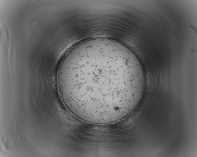 X0000103960351200809191339