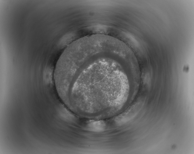 X0000103960185200809191519