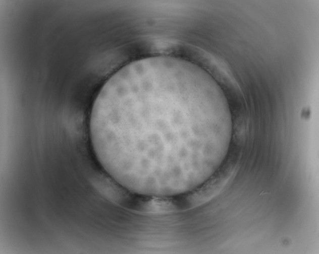 X0000103960270200809191518