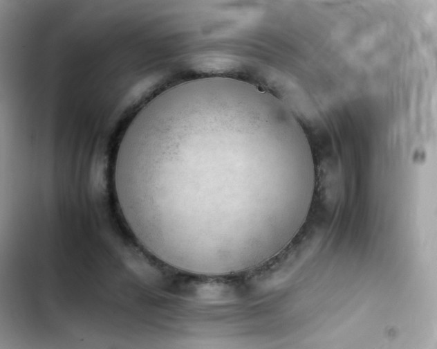 X0000103960400200809191516