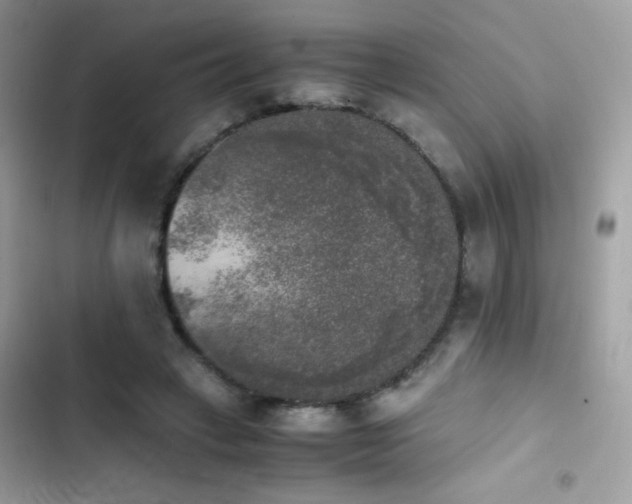 X0000103960449200809191515