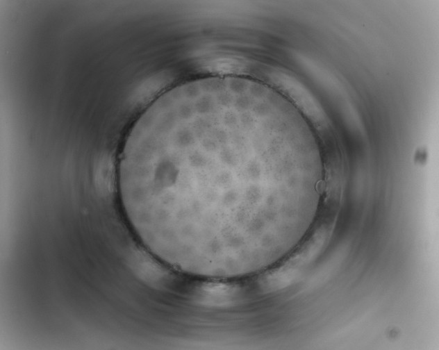 X0000103960453200809191515