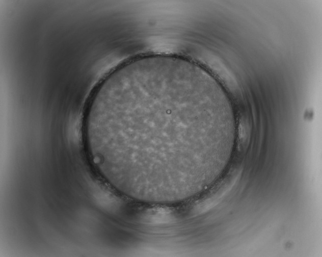 X0000103960492200809191515