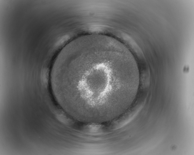 X0000103960495200809191515