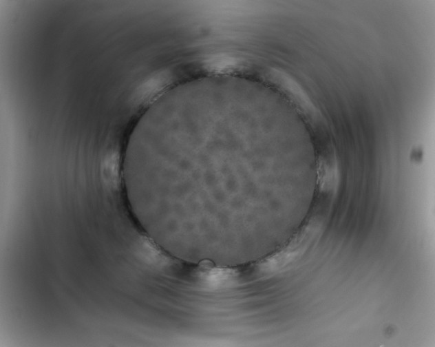 X0000103960670200809191513
