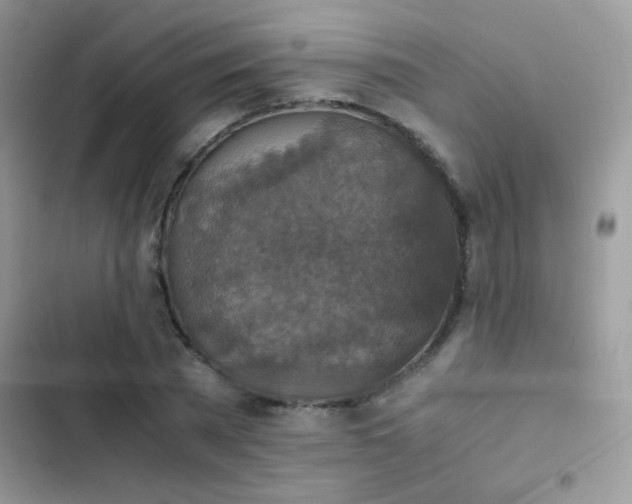 X0000103960785200809191510