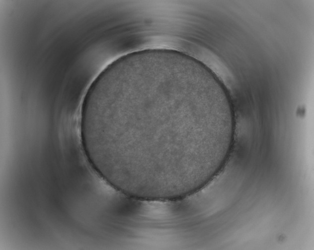 X0000103960836200809191510