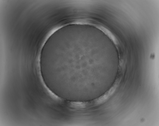 X0000103960855200809191510