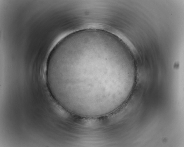 X0000103960886200809191509