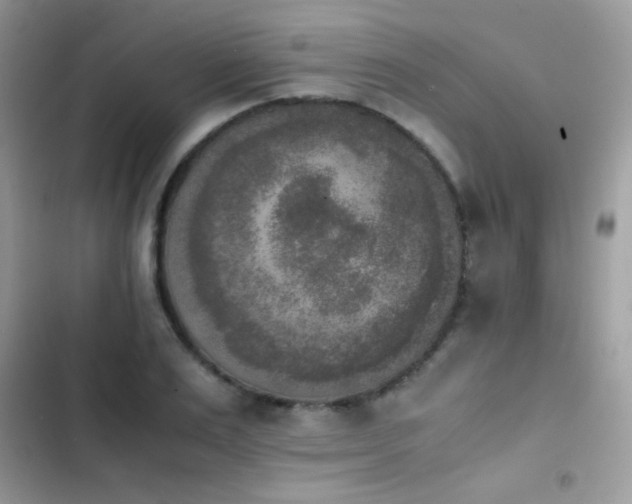X0000103960983200809191507