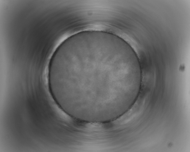 X0000103961083200809191505