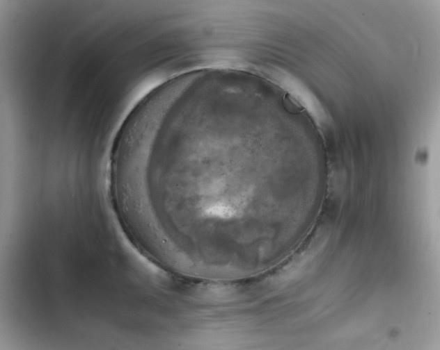 X0000103961095200809191505