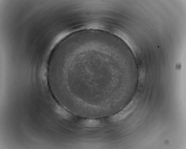 X0000103961115200809191505