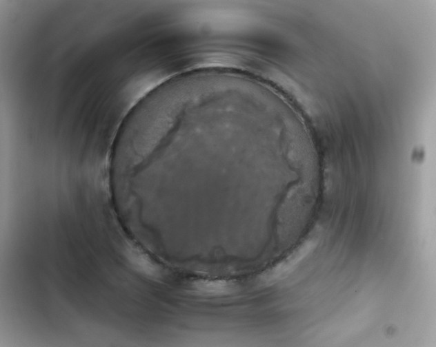 X0000103961121200809191505
