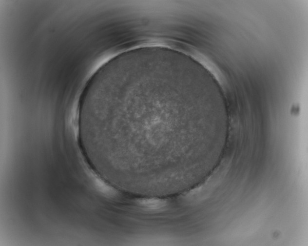 X0000103961127200809191505
