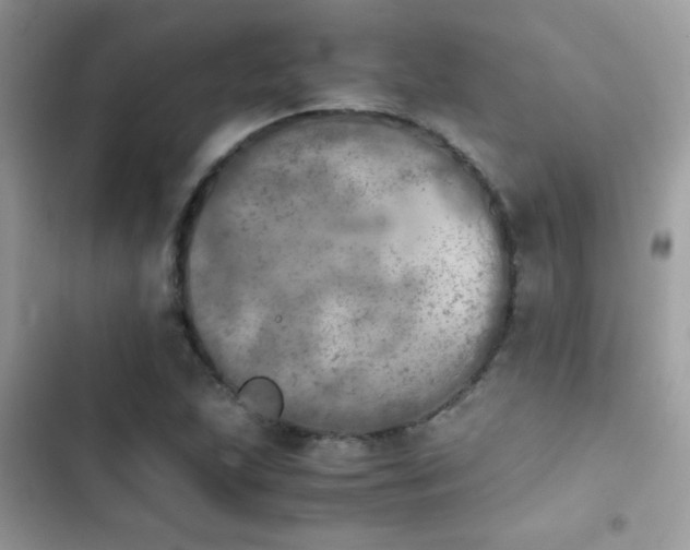 X0000103961215200809191503