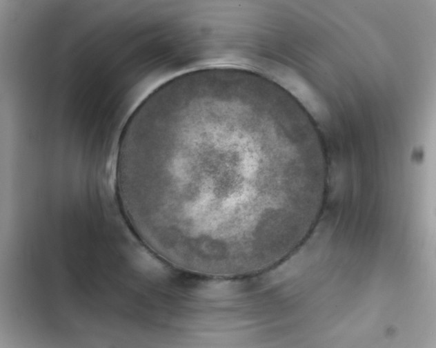 X0000103961228200809191503
