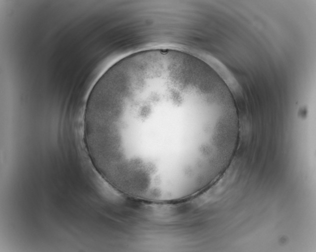 X0000103961244200809191504