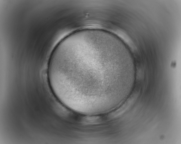 X0000103961325200809191502