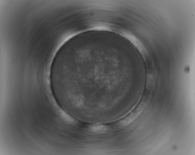 X0000103961331200809191502