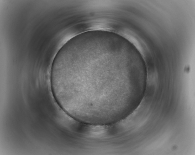 X0000103961338200809191502