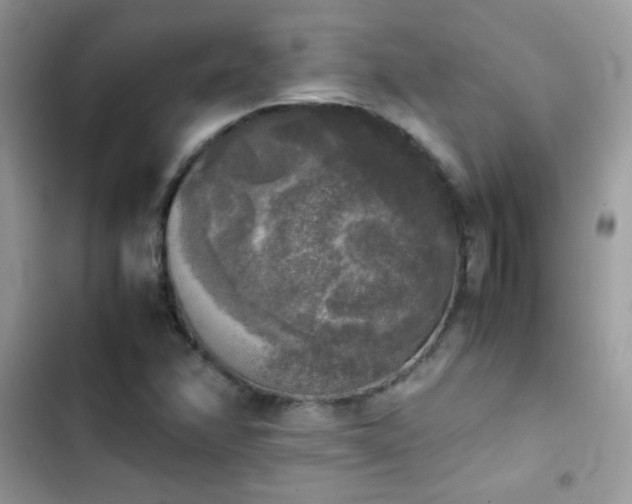 X0000103961358200809191501