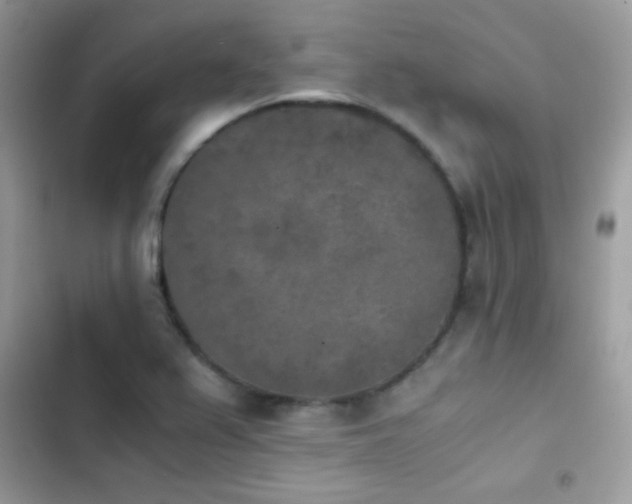 X0000103961367200809191501