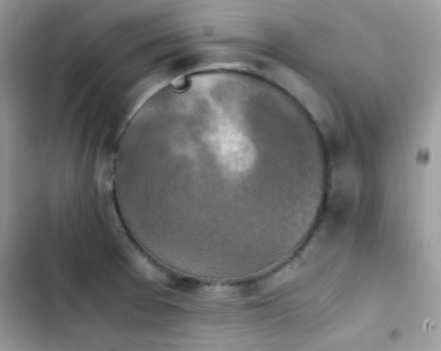 X0000103961377200809191501