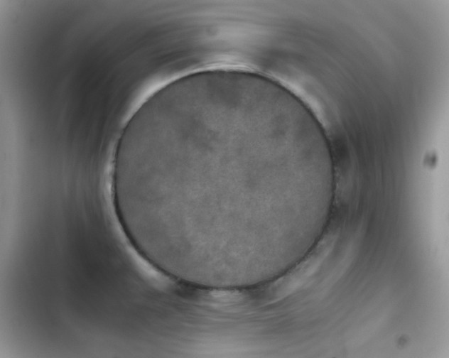 X0000103961383200809191501