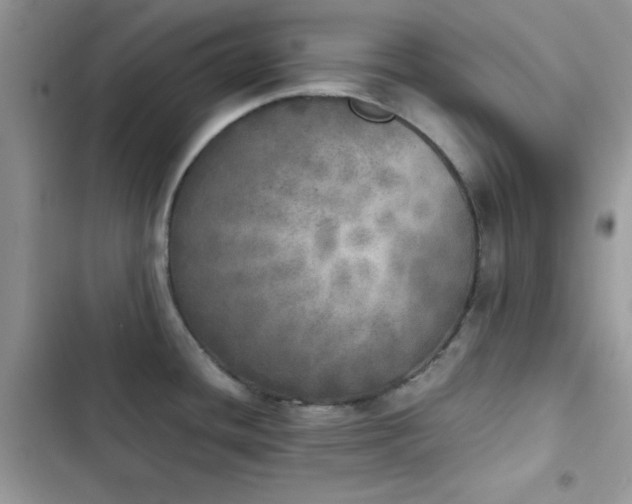 X0000103961436200809191501