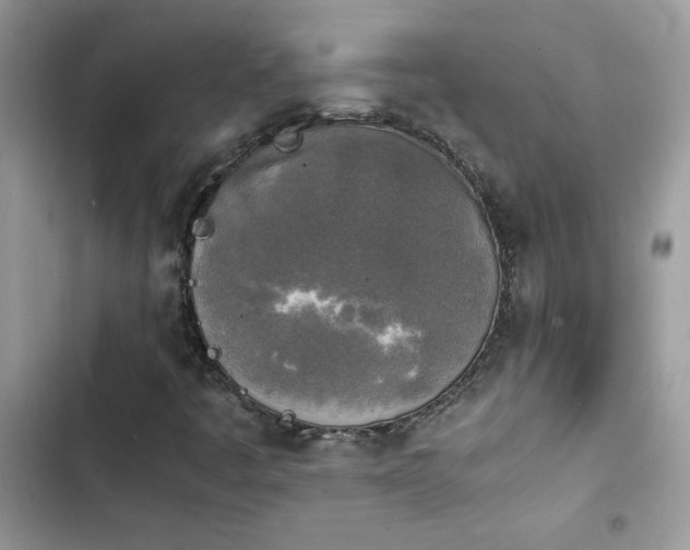 X0000103961445200809191500
