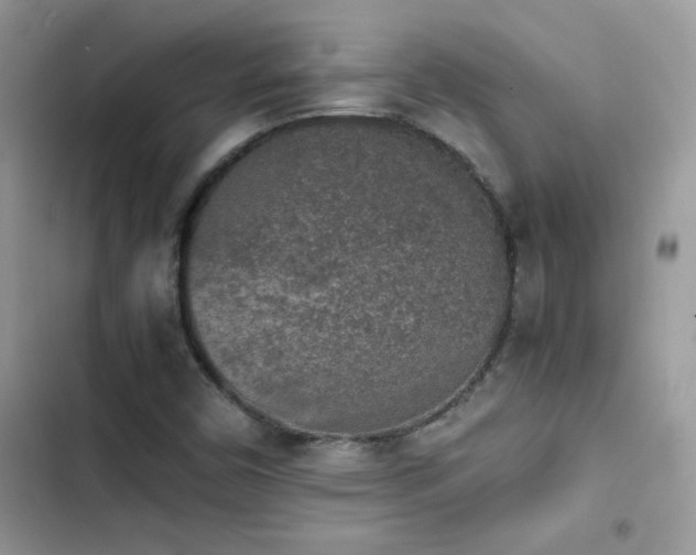 X0000103961450200809191500