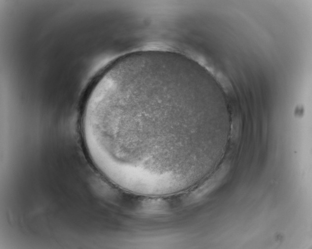 X0000103961454200809191500