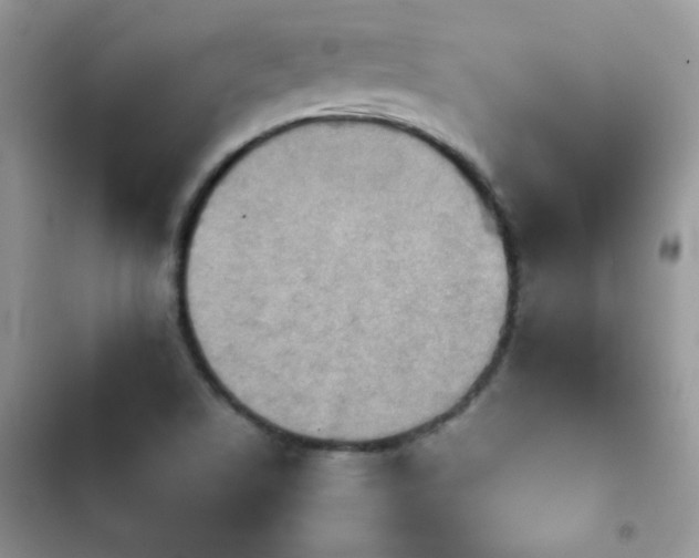 X0000103961506200809191459