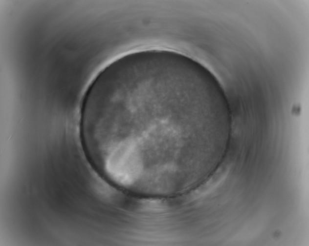 X0000103961508200809191459