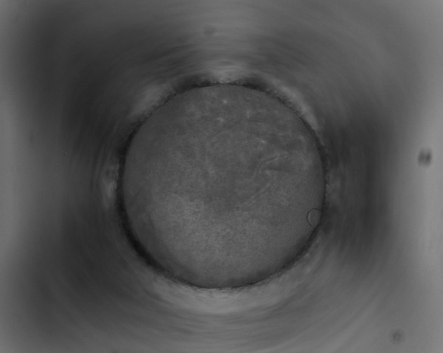 X0000103960018200809261821
