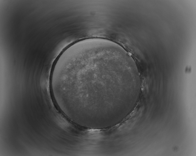 X0000103960052200809261820