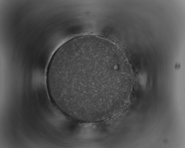 X0000103960100200809261820